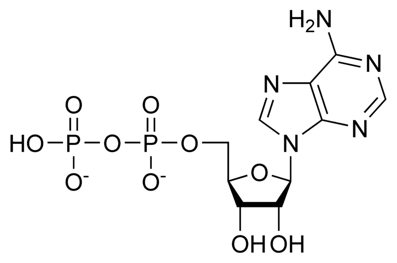 二磷酸腺苷.png