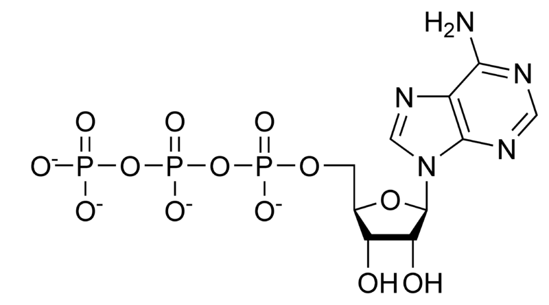三磷酸腺苷.png