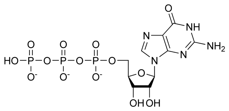 三磷酸鸟苷.png