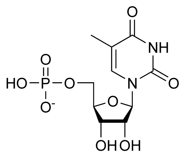 胸苷单磷酸.png