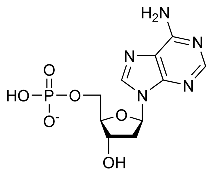 脱氧腺苷单磷酸.png