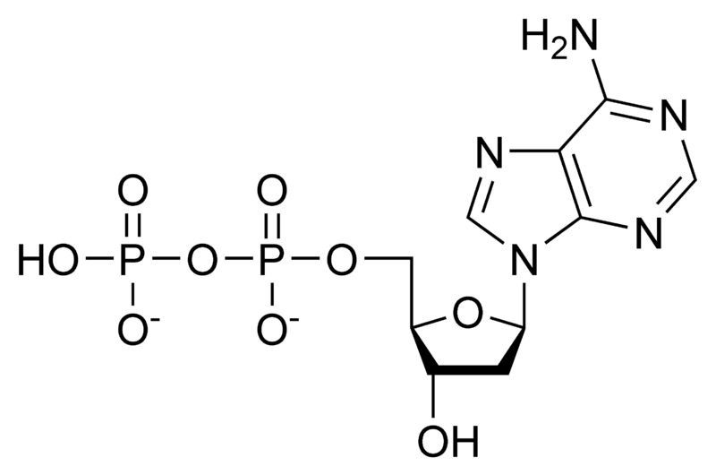 脱氧腺苷二磷酸.png