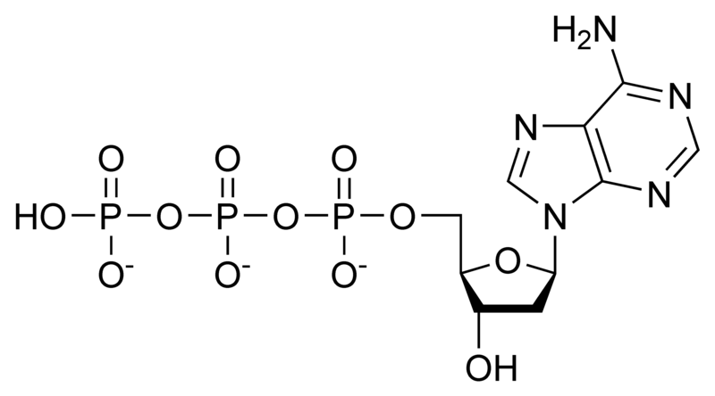 脱氧腺苷三磷酸.png