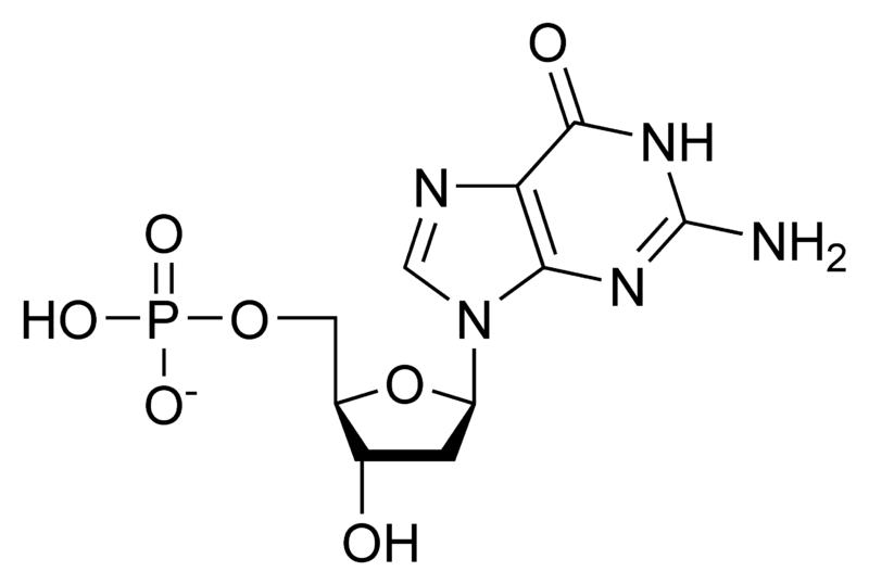 脱氧鸟苷单磷酸.png