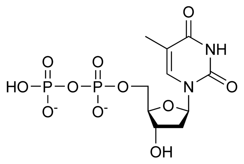 二磷酸脱氧胸苷.png