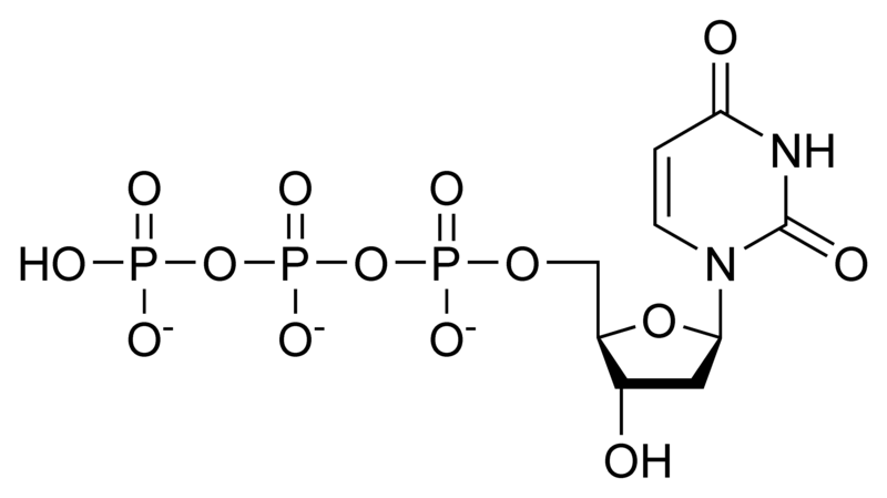 三磷酸脱氧尿苷.png