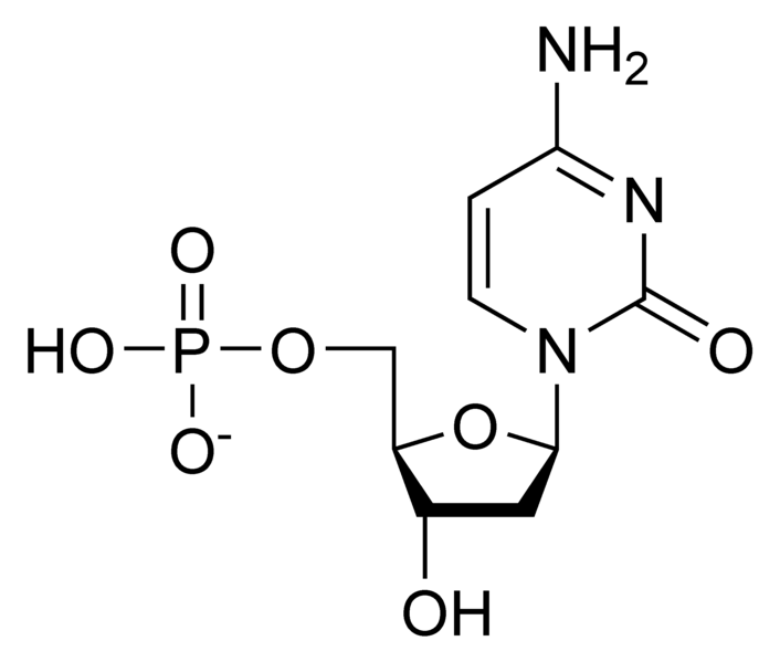 脱氧胞苷单磷酸.png