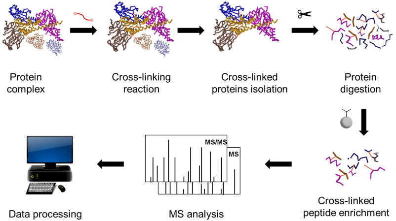 交联蛋白质相互作用分析.jpg